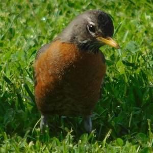 Meet your Posher, Robin